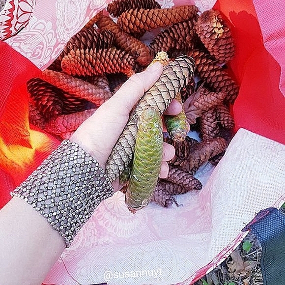 Midwest Cottagecore Cabincore Pine Cones - Picture 2 of 4